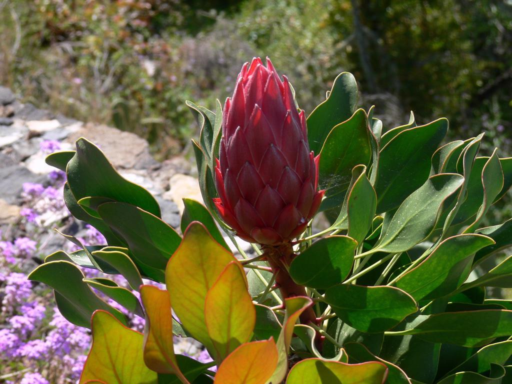 Feriendomizil Finca Tijarafe Mit Beheiztem, Abdeckbarem Pool 部屋 写真